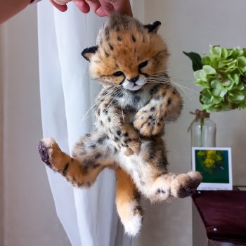 Детеныш гепард  🐆