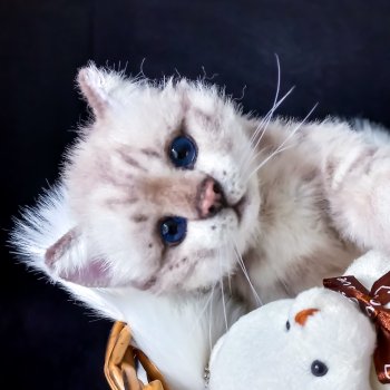 Котенок бенгал.