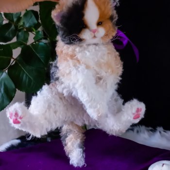 Котенок селкирк рекс 🤍🖤🧡