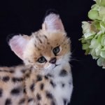 Мягкая игрушка кот. Сервал 🖤