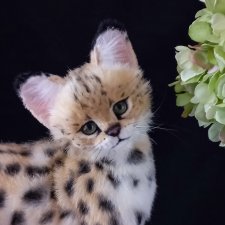 Мягкая игрушка кот. Сервал 🖤