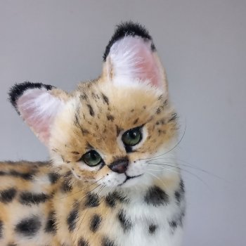 Дикая кошка. Сервал 🖤