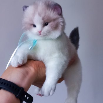 Мягкая игрушка котенок  Рэгдолл 🤎