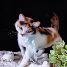 Мягкая игрушка кошечка Портретный котик