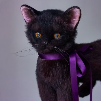 Бурманский котенок 🤎