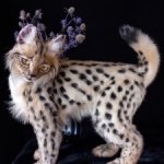 Мягкая игрушка рысь | Иберейская  рысь ✨️