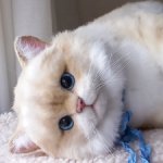 Реалистичная игрушка кот. Британец