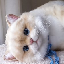 Реалистичная игрушка кот. Британец