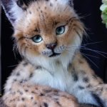 Мягкая игрушка рысь 🐆