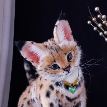 Мягкая игрушка кот | Сервал 🖤