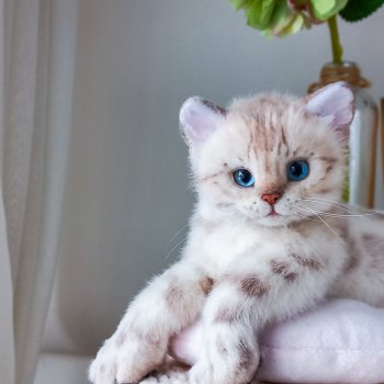 Мягкая игрушка котенок. Бенгал.
