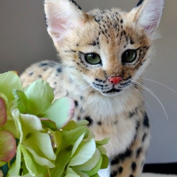 Игрушка рысь. Котенок Иберейской рыси.