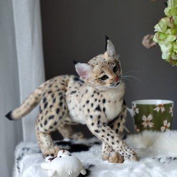 Котенок рыси. Реалистичная игрушка.