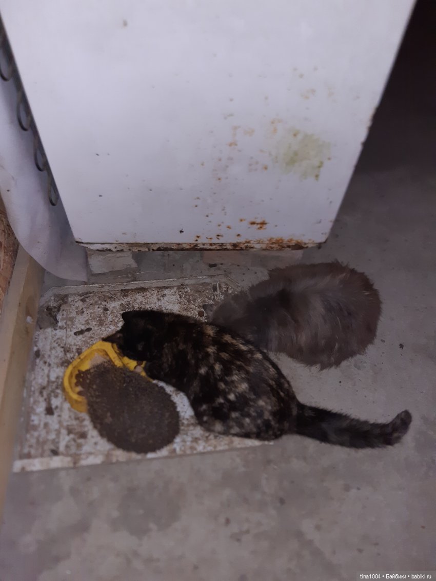 ИЗ ЖИЗНИ КУКОЛ Как Лиу в гости ездила 1ч (фото 4)