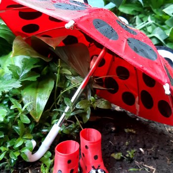 Божья коровка