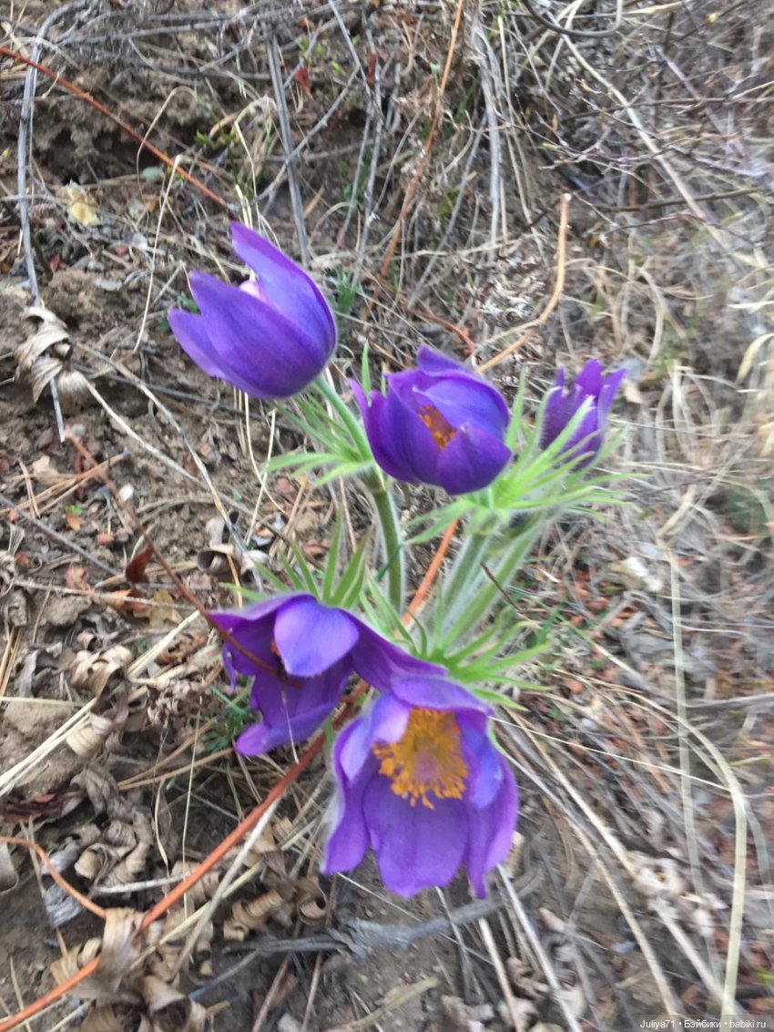 С Булкой на прогулке — Куклы Nines d'Onil (Нинес): Миа (Mia) (фото 2)