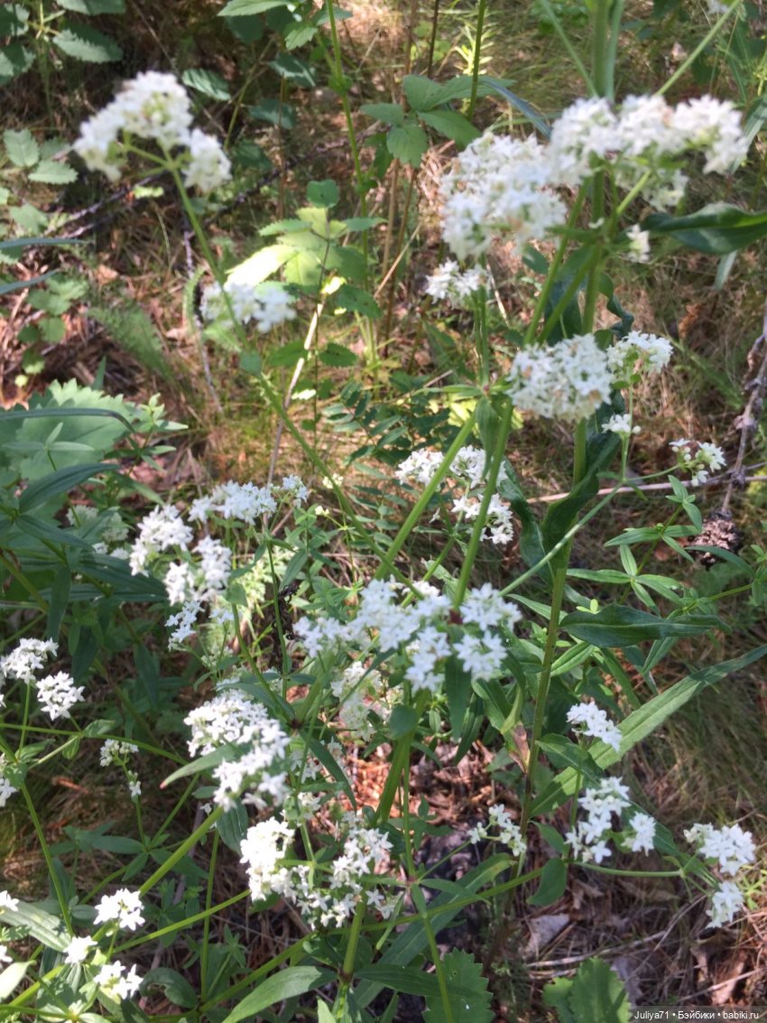 Хранители волшебного леса (фото 3)