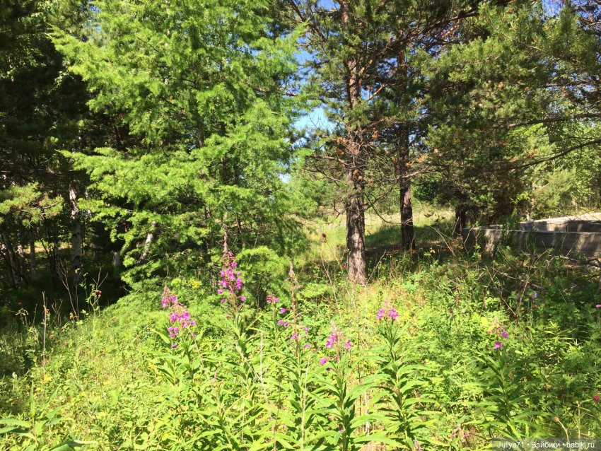 Хранители волшебного леса (фото 2)