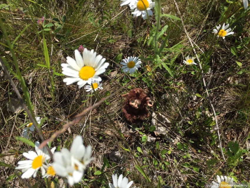 Хранители волшебного леса (фото 4)