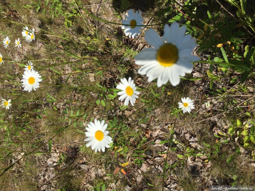 Хранители волшебного леса