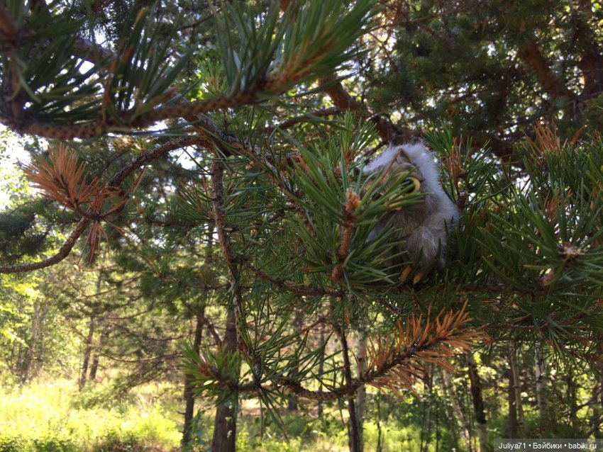 Хранители волшебного леса (фото 8)