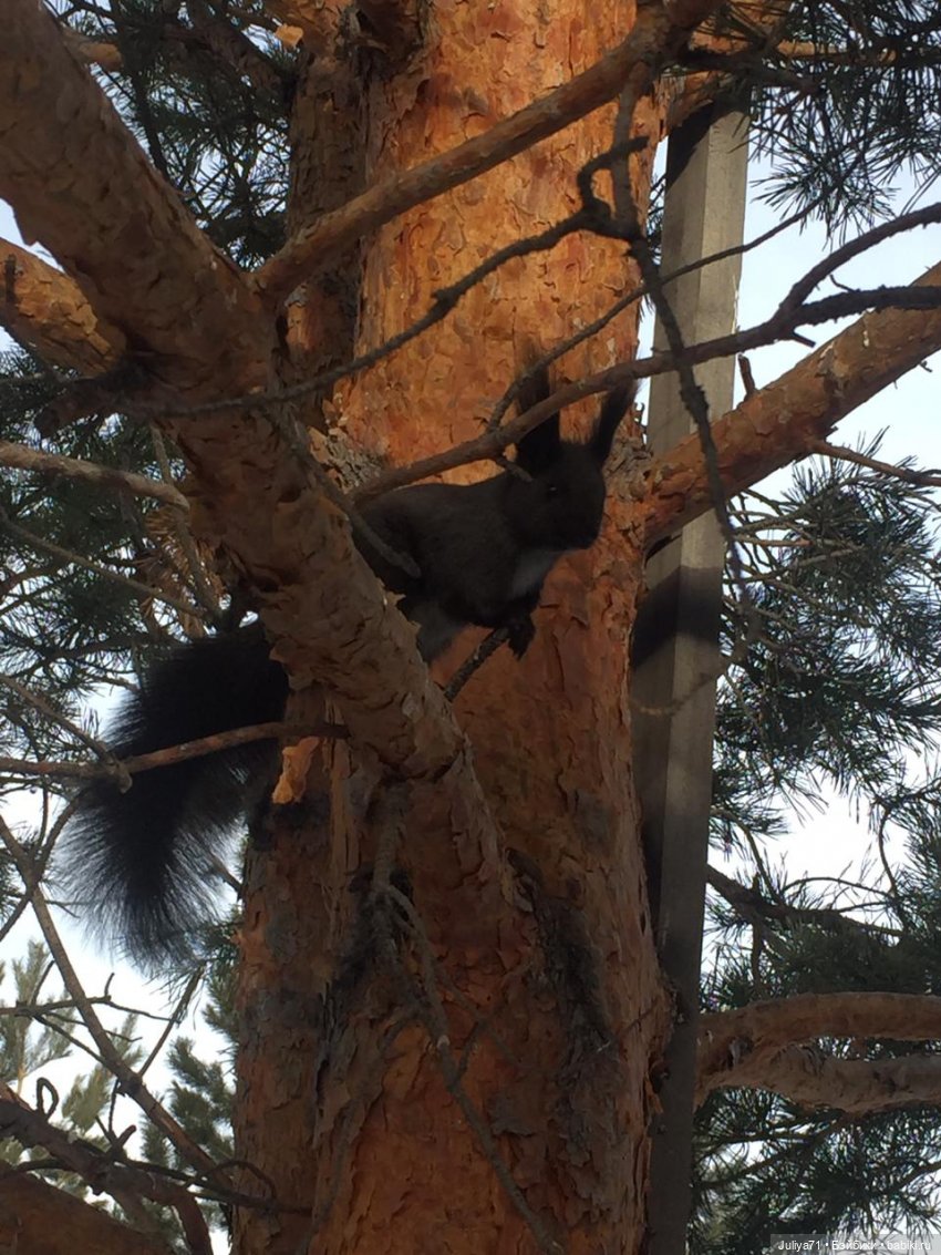Сохраняя традиции... Сагаалган, Новый год