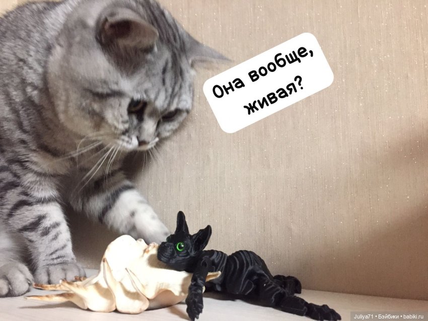 Уставший кот...или "Как хорошо очутиться дома" (фото 4)