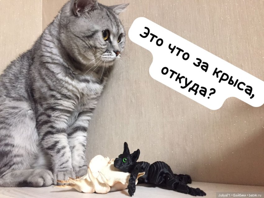 Уставший кот...или "Как хорошо очутиться дома" (фото 3)