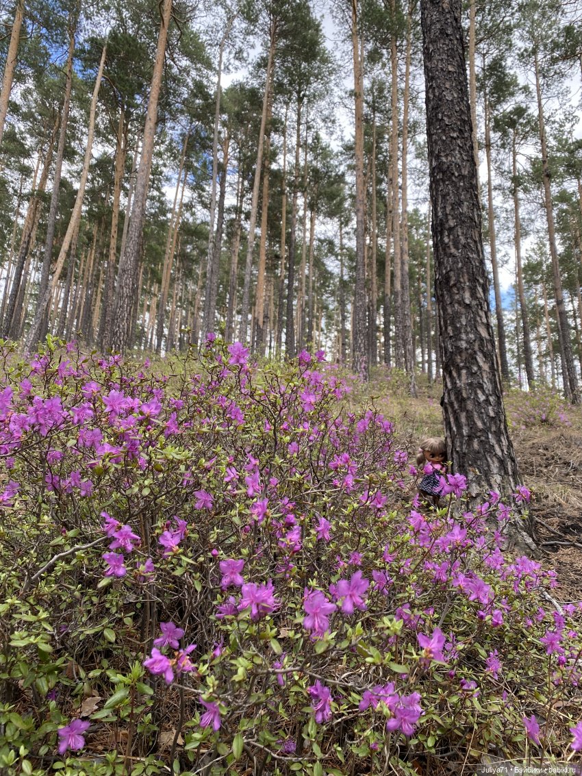 Цветёт багульник — Куклы Blythe TBL (ТБЛ) и аналоги: Блюх