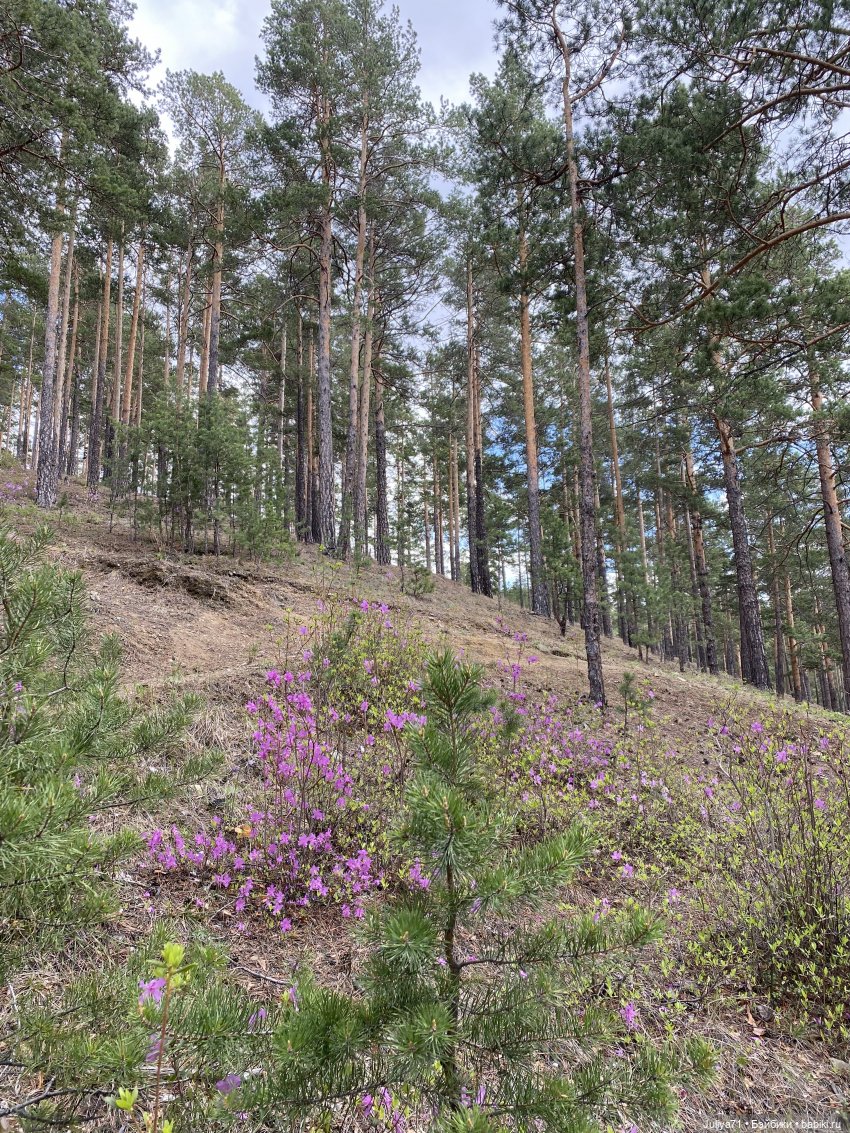 Цветёт багульник — Куклы Blythe TBL (ТБЛ) и аналоги: Блюх (фото 4)