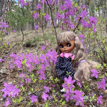 Цветёт багульник