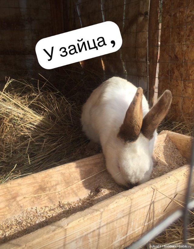 Лягушка-путешественница | Бэйбики Лягушка-путешественница — Музеи кукол и фабрики игрушек: фоторепортажи (фото 9)