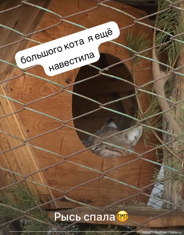 Лягушка-путешественница | Бэйбики Лягушка-путешественница — Музеи кукол и фабрики игрушек: фоторепортажи