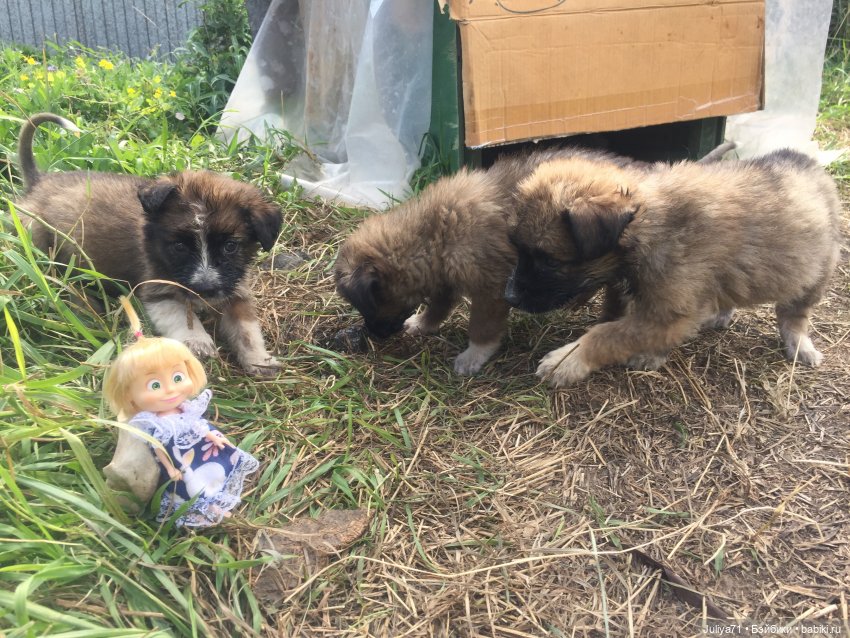 Чему учат в школе... Моим коллегам посвящается