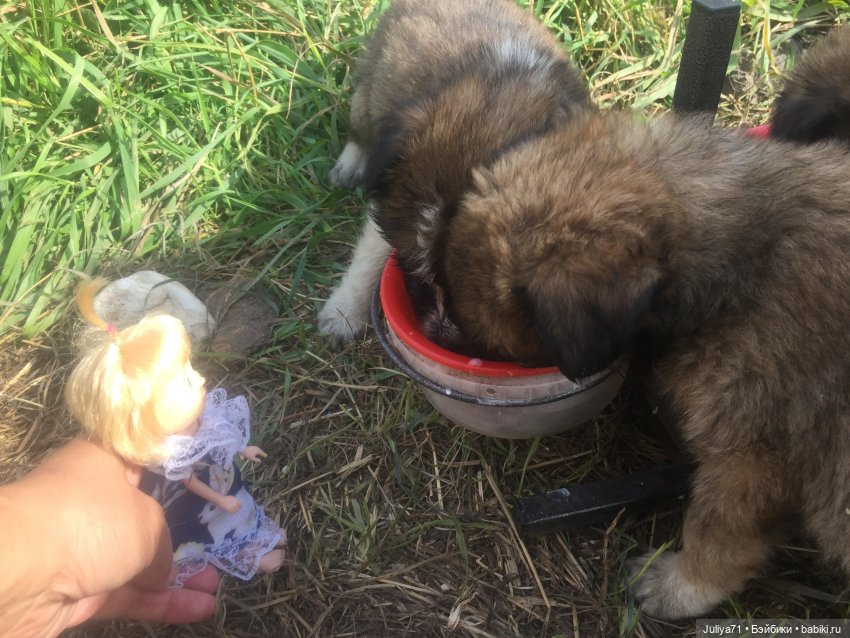 Чему учат в школе... Моим коллегам посвящается