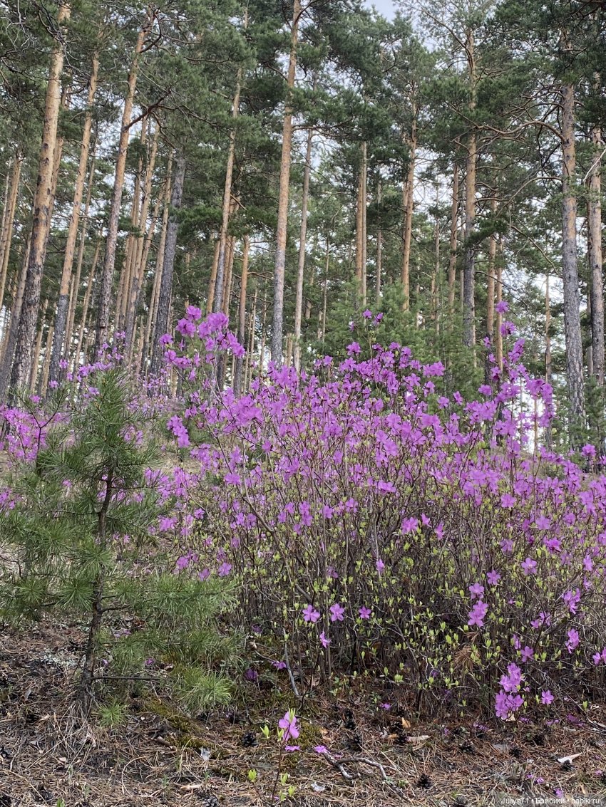 В лиловом лесу — Игровые куклы разных производителей (Разное): редкие бренды (фото 7)