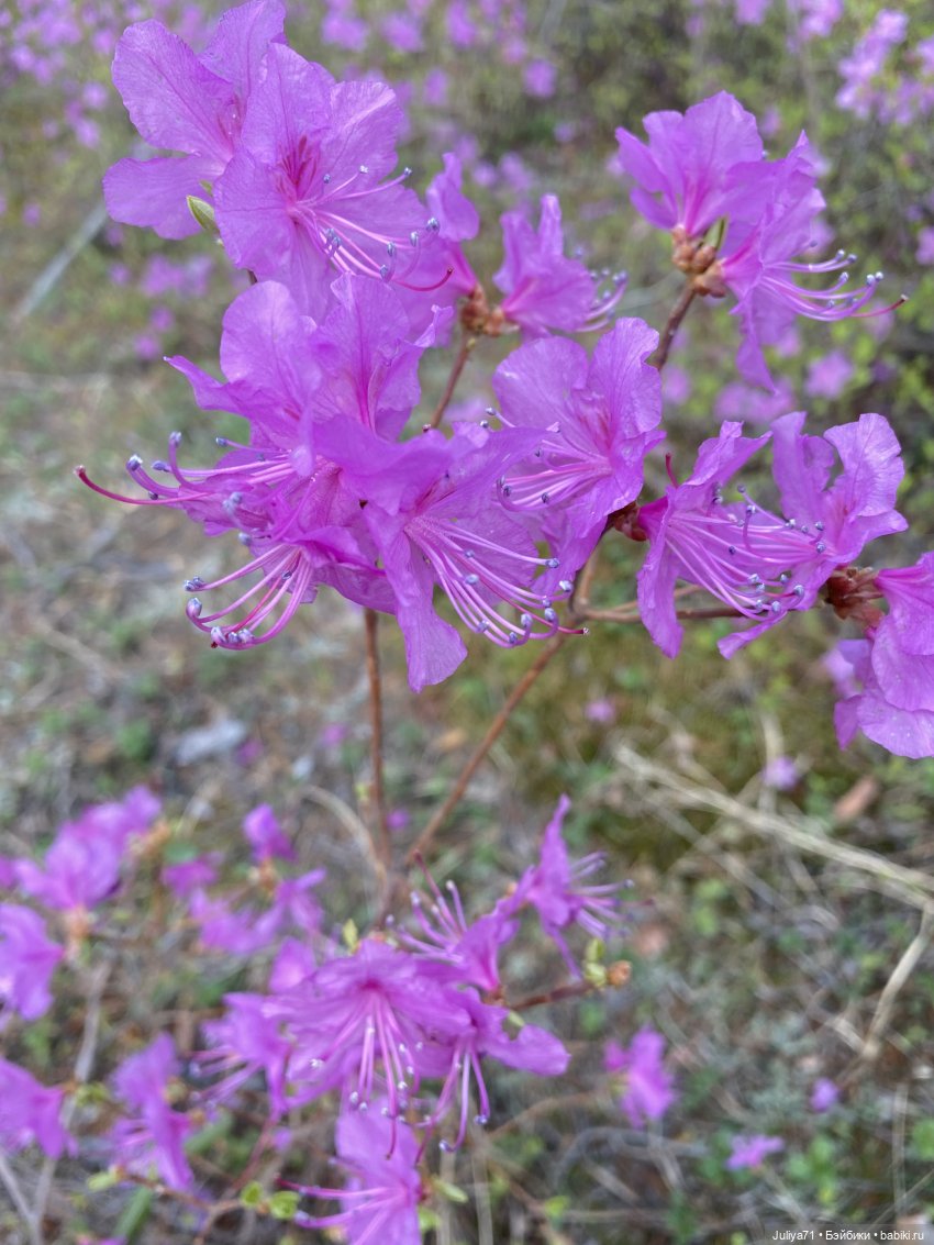 В лиловом лесу — Игровые куклы разных производителей (Разное): редкие бренды (фото 8)