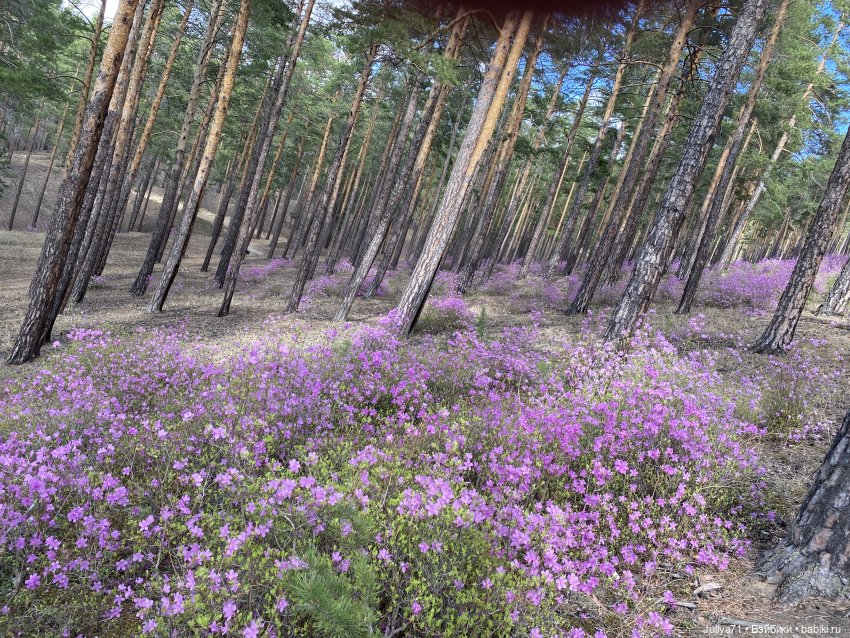 В лиловом лесу — Игровые куклы разных производителей (Разное): редкие бренды (фото 9)