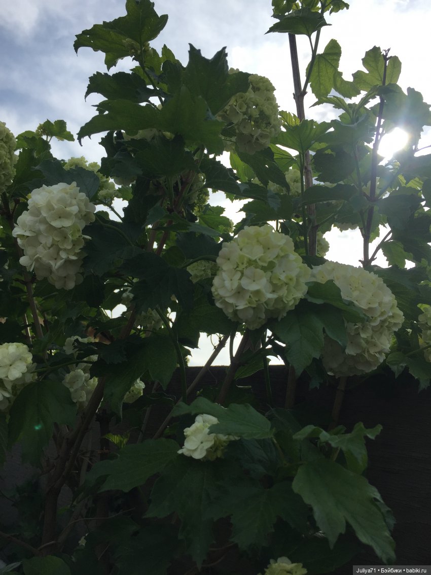 Поппи,первые летние фото — Куклы Integrity Toys (Интегрити): Poppy Parker