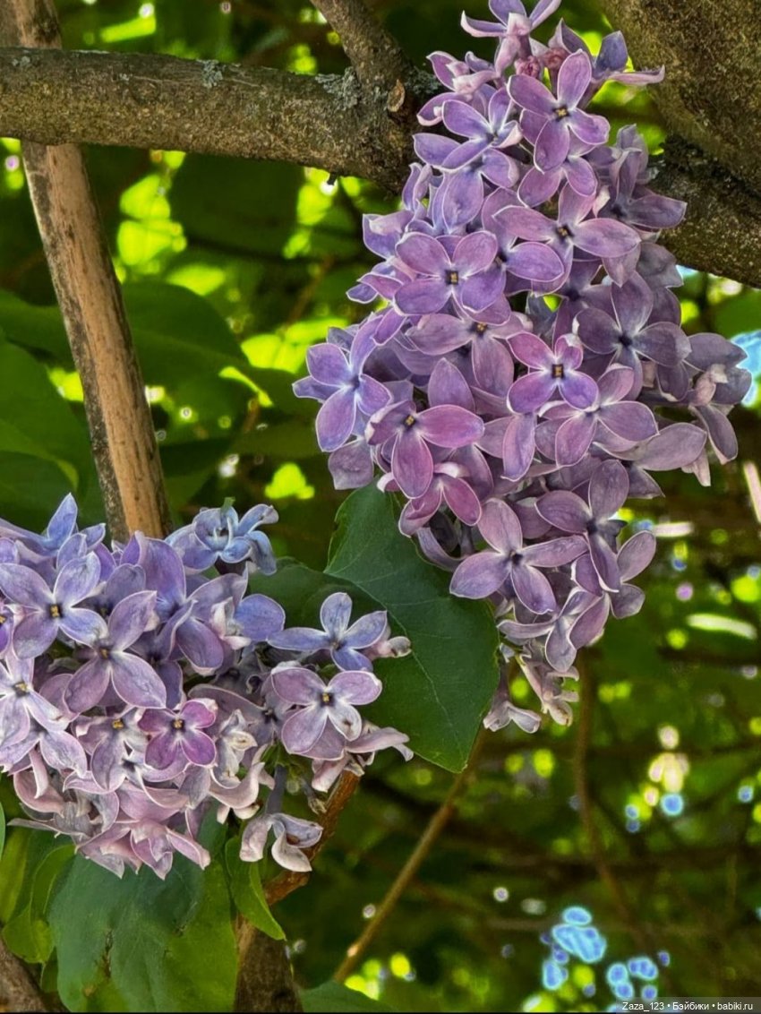 Спасибо🥰 А это -Вам из Сиреневого сада))Недавно гуляли там💜