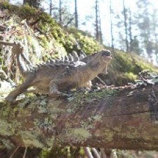 Анкилозавры в весеннем лесу
