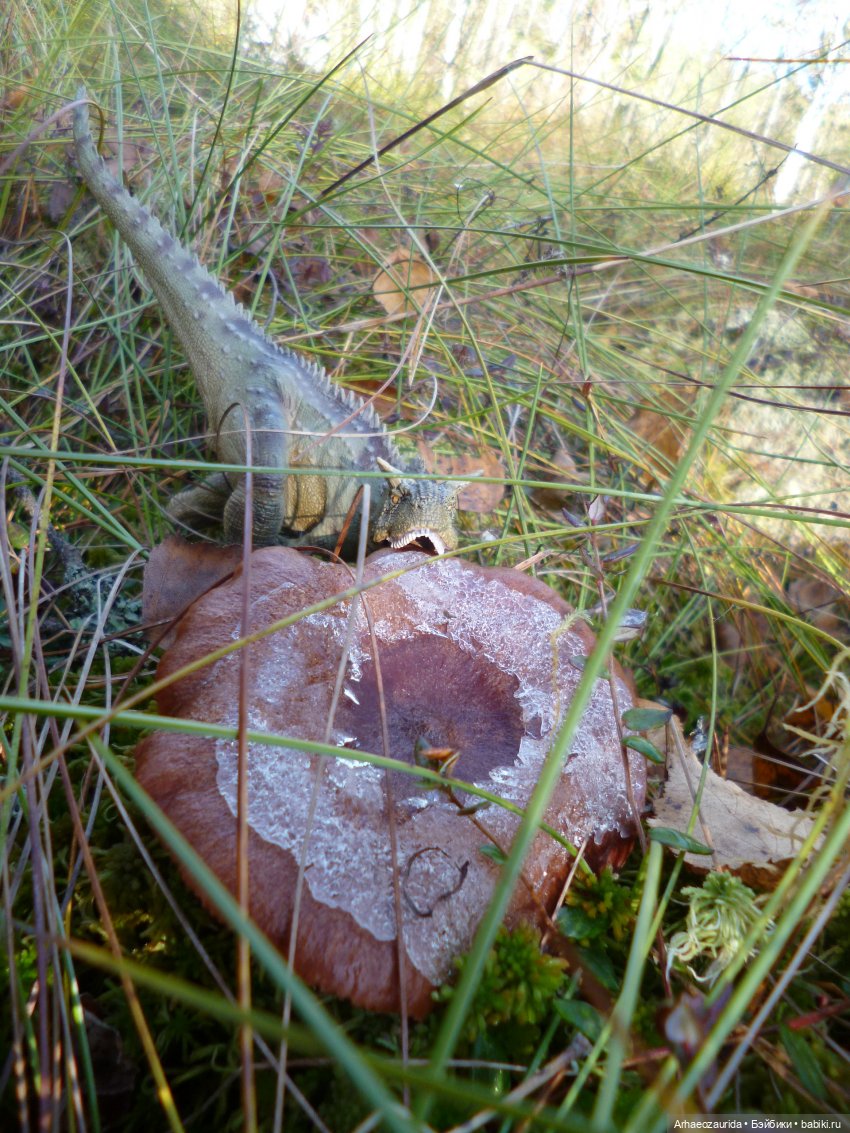 О хищниках: Хазгир и Зегна (фото 3)