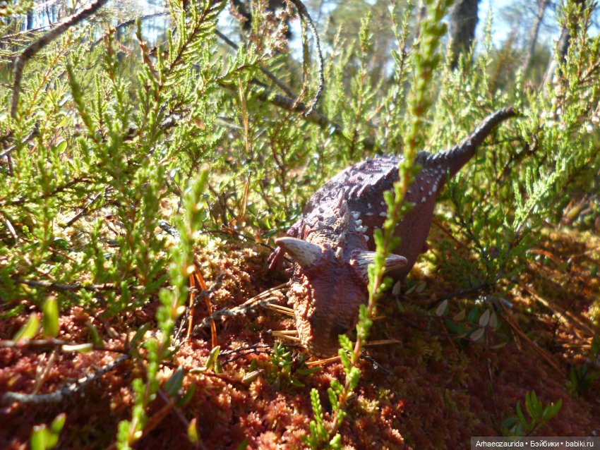 О хищниках: Хазгир и Зегна (фото 4)