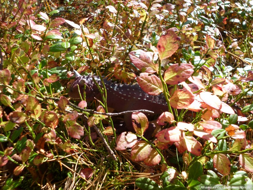 О хищниках: Хазгир и Зегна (фото 5)