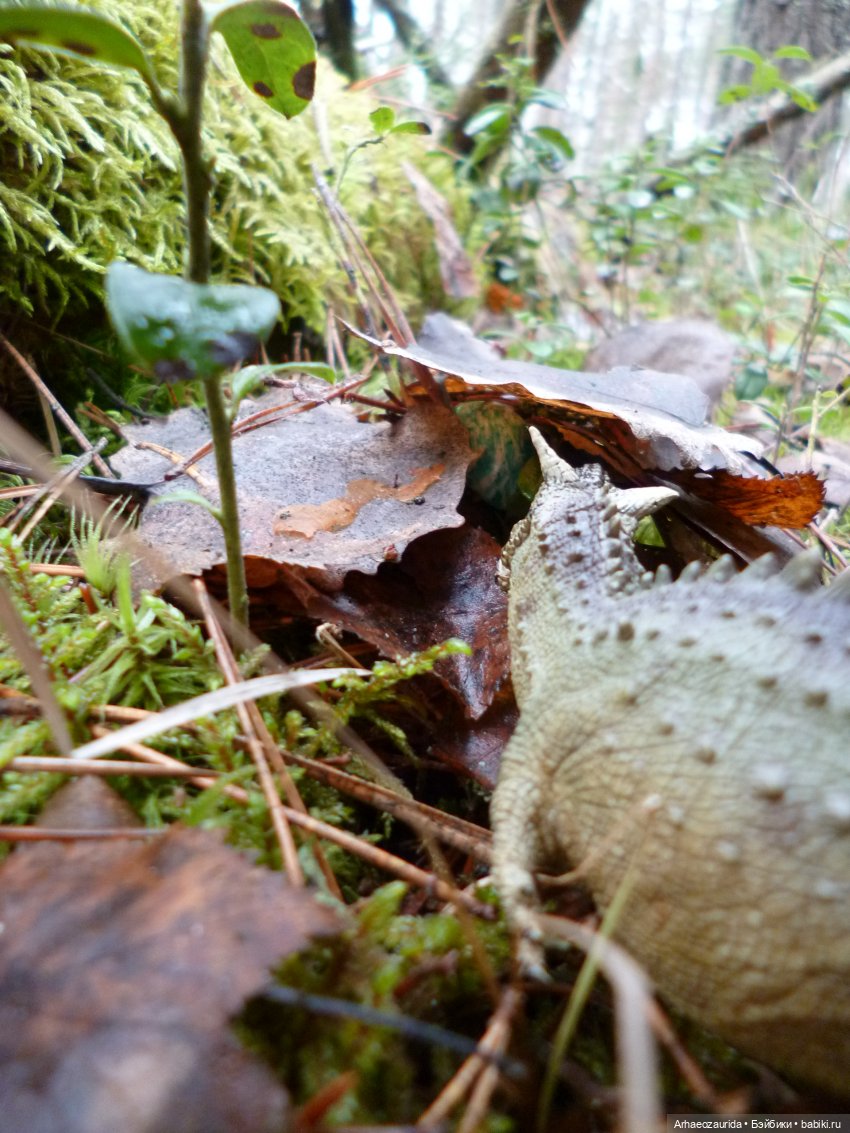 "Страж гнезда" (продолжение истории про карнотавров) (фото 4)
