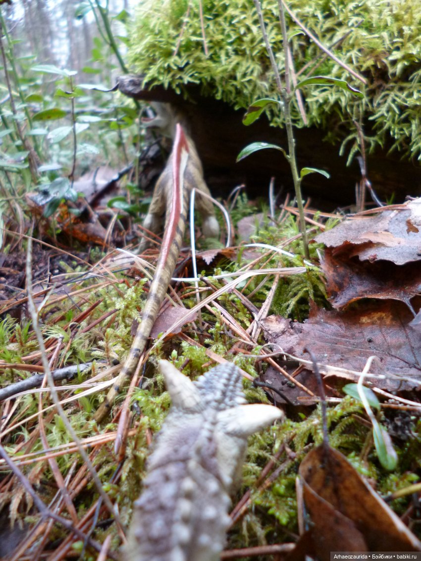 "Страж гнезда" (продолжение истории про карнотавров)