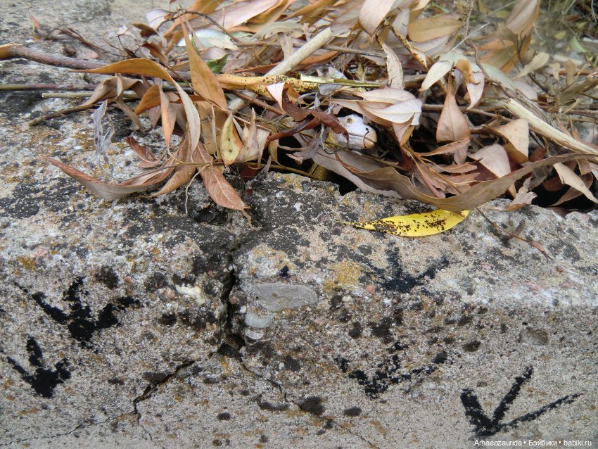 Ящеры у Реки: рассказ Зурги