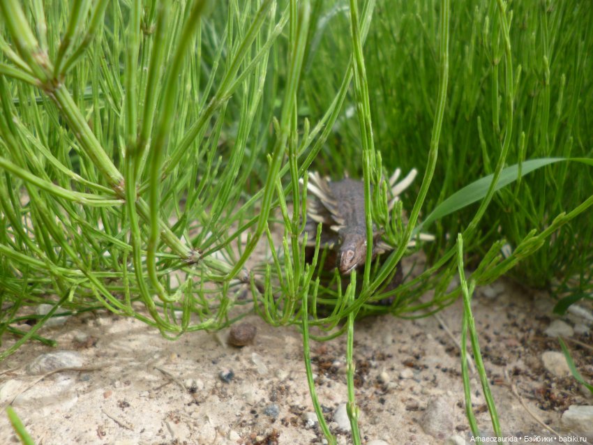 Ящеры на рыбалке (продолжение «Рассказа Зурги») | Бэйбики Ящеры на рыбалке (продолжение «Рассказа Зурги»)