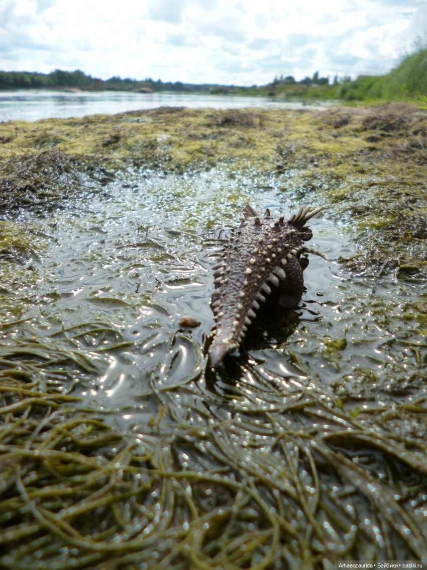 Ящеры на рыбалке (продолжение «Рассказа Зурги») | Бэйбики Ящеры на рыбалке (продолжение «Рассказа Зурги»)
