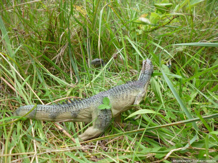 Возвращение Шеда (продолжение «Ящеров у Реки») | Бэйбики Возвращение Шеда (продолжение «Ящеров у Реки»)